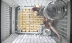 我国四只鼠鼠“航天员”档案公布，目前状态活泼“感觉”良好