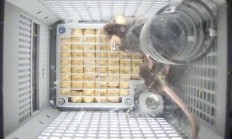 能吃能喝：四只小鼠“航天员”入住中国天宫空间站，状态良好