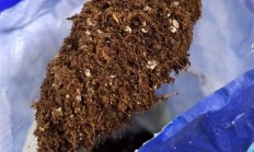 阳台种菜9种重金属超标 网销百万的“营养土”竟是建筑垃圾