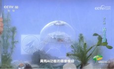 通体透明、重56克,西北工业大学研制出仿生水母机器人