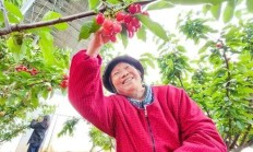 滕州东郭镇樱桃迎丰收